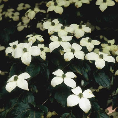  Kornoelje (Cornus Kousa Chinensis)