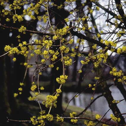  Gele Kornoelje (Cornus Mas)