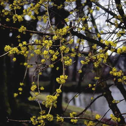  Gele Kornoelje (Cornus Mas)