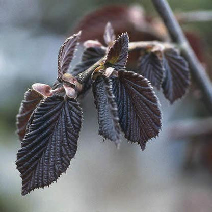  Rode Hazelaar (Corylus Maxima 'Purpurea')