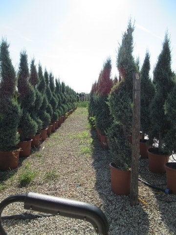  Conifeer Als Spiraal (Thuja Occidentalis 'Smaragd')