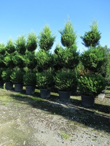  Cupressocyparis, Triobol (Cupressocyparis Leylandii 'Castlewellan Gold')