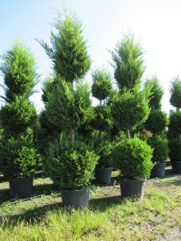  Cupressocyparis, Triobol (Cupressocyparis Leylandii 'Castlewellan Gold')