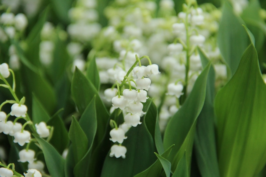  Lelietje Der Dalen (Convallaria Majalis 'Bridal Choice')
