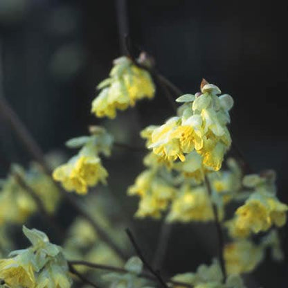  Schijnhazelaar (Corylopsis Pauciflora)