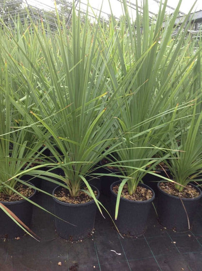  Cordyline (Cordyline Australis)