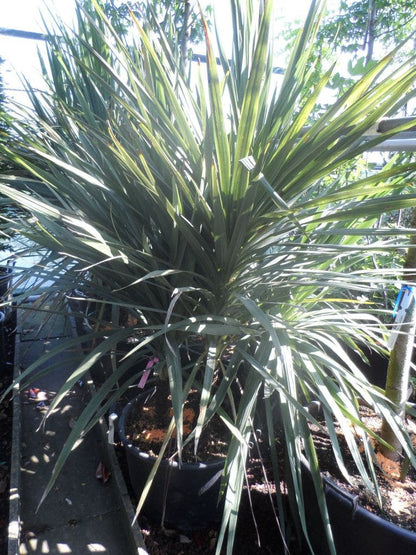  Cordyline (Cordyline Australis)