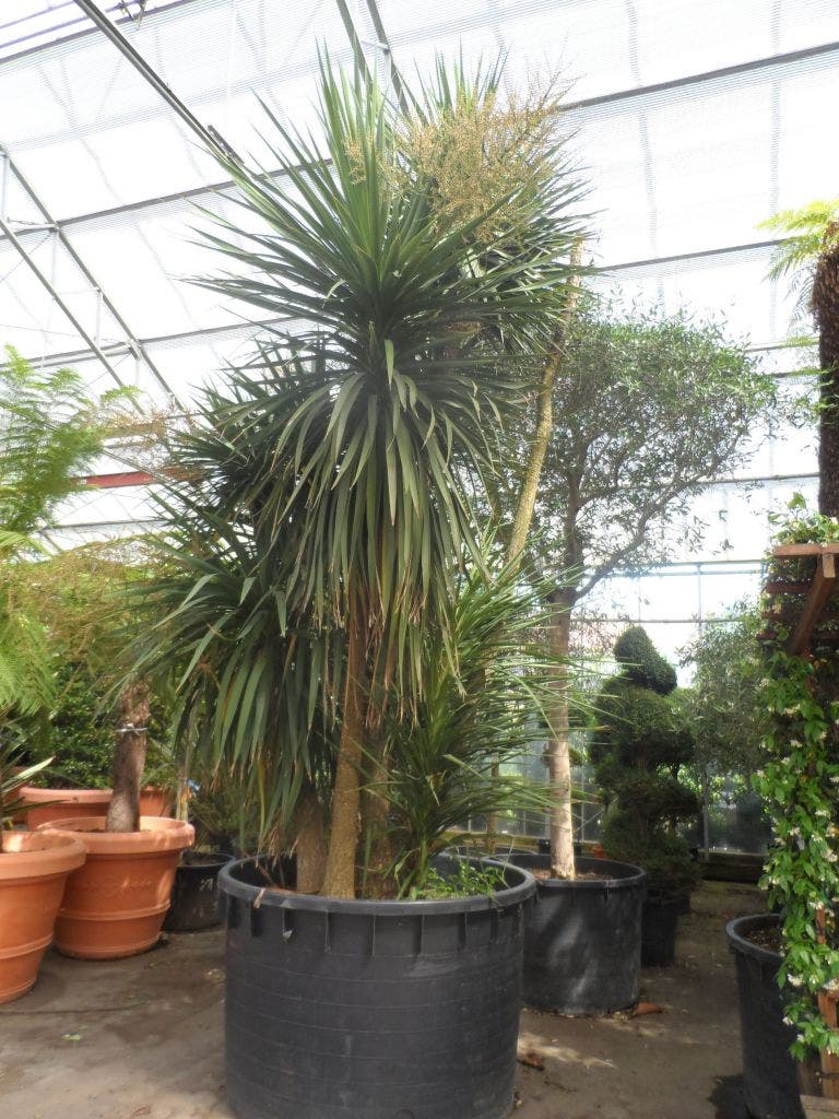  Cordyline (Cordyline Australis)