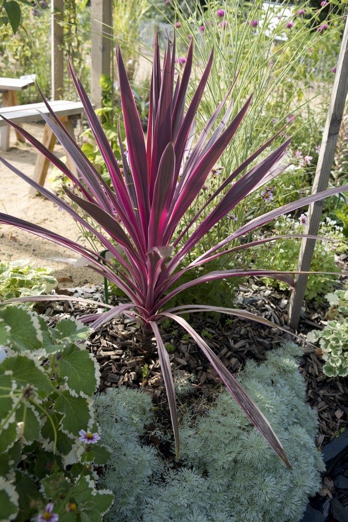  Cordyline (Cordyline Australis 'Electric Pink')