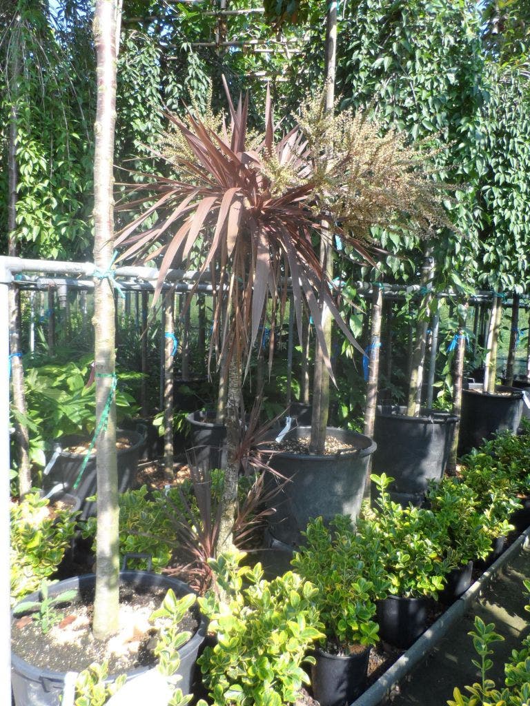  Cordyline (Cordyline Australis 'Atropurpurea')