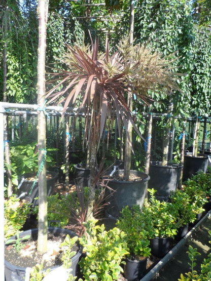  Cordyline (Cordyline Australis 'Atropurpurea')