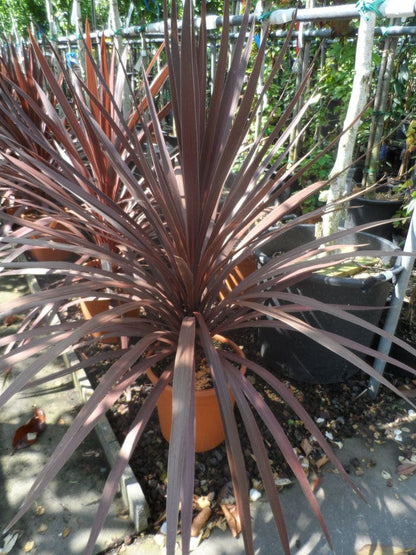  Cordyline (Cordyline Australis 'Atropurpurea')