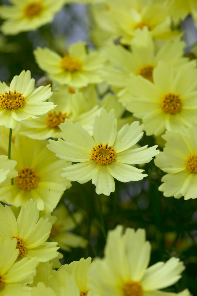  Meisjesogen (Coreopsis 'Full Moon')