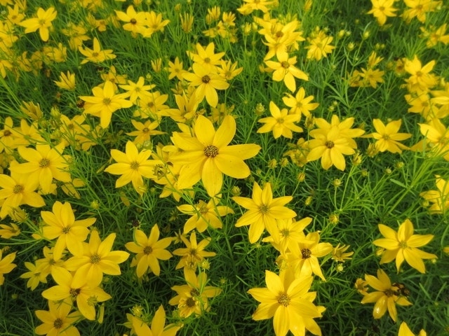  Meisjesogen (Coreopsis Verticillata 'Grandiflora')