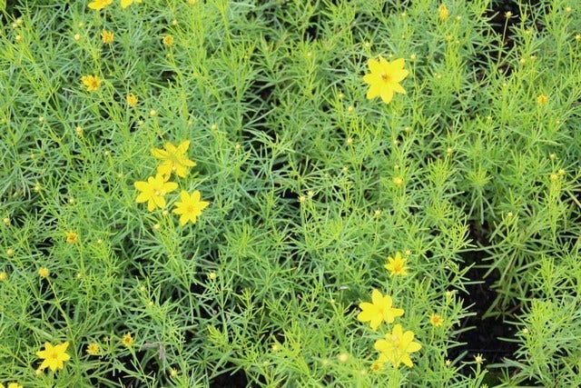  Meisjesogen (Coreopsis Verticillata)