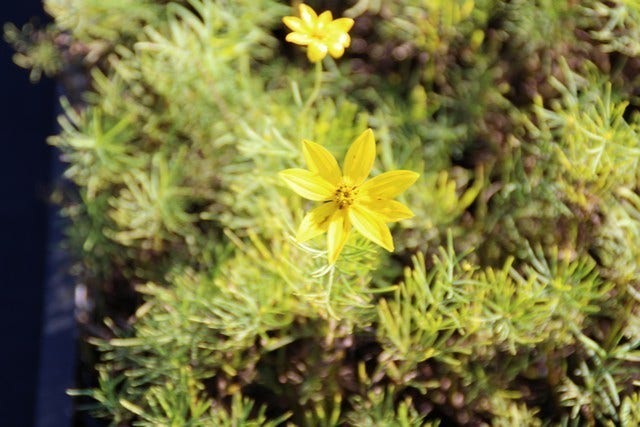  Meisjesogen (Coreopsis Verticillata)