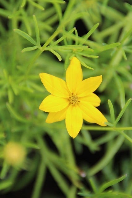  Meisjesogen (Coreopsis Verticillata)