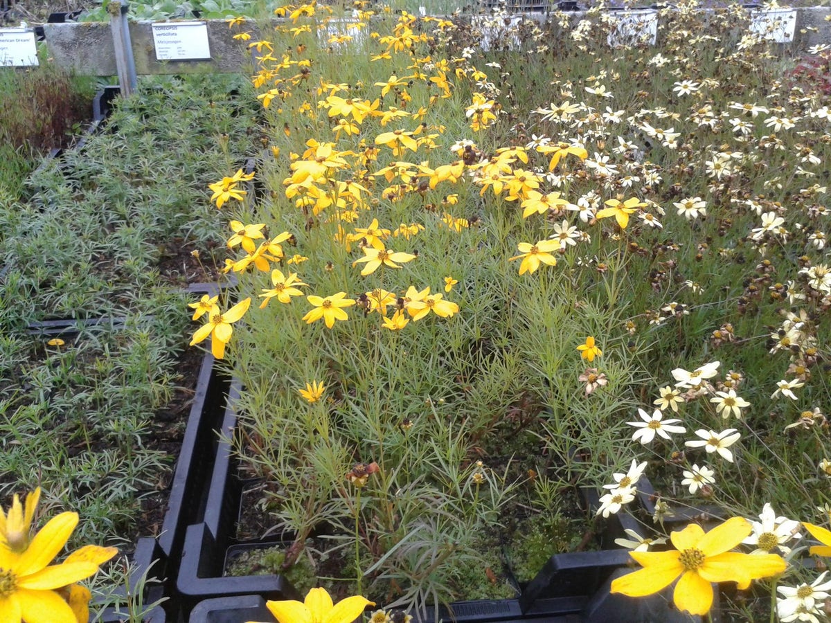  Meisjesogen (Coreopsis Verticillata)