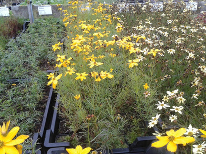  Meisjesogen (Coreopsis Verticillata)