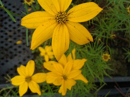  Meisjesogen (Coreopsis Verticillata)