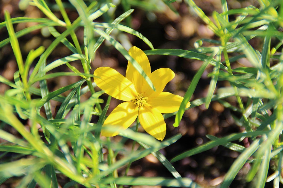  Meisjesogen (Coreopsis Verticillata)