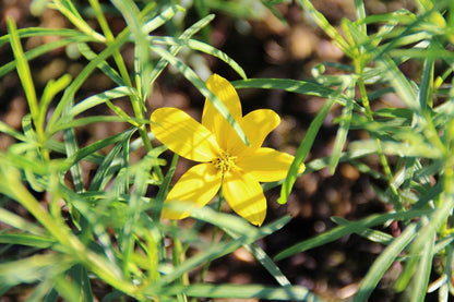  Meisjesogen (Coreopsis Verticillata)