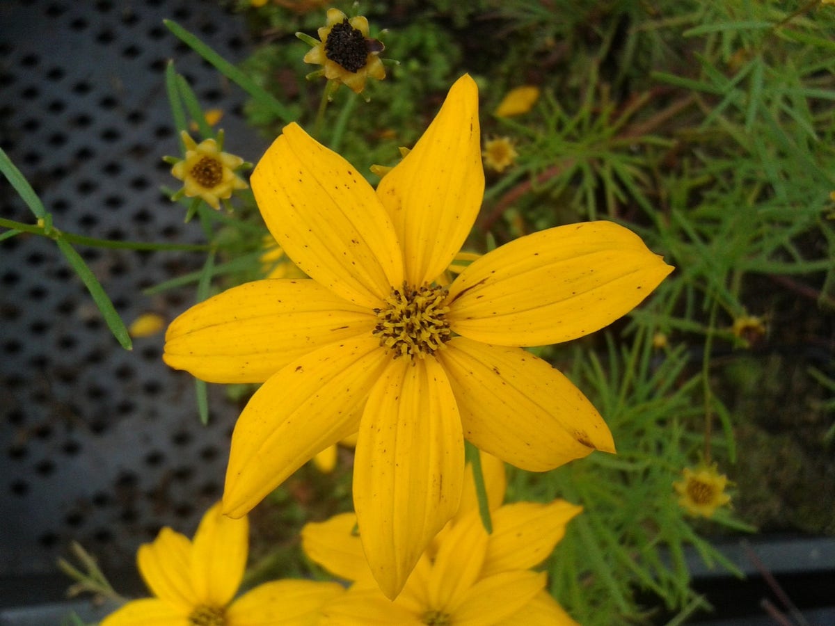  Meisjesogen (Coreopsis Verticillata)