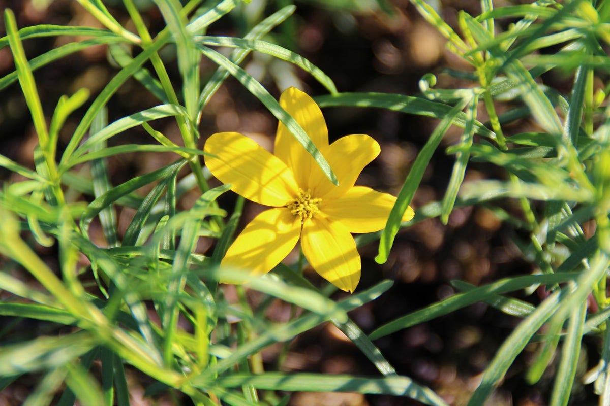  Meisjesogen (Coreopsis Verticillata)