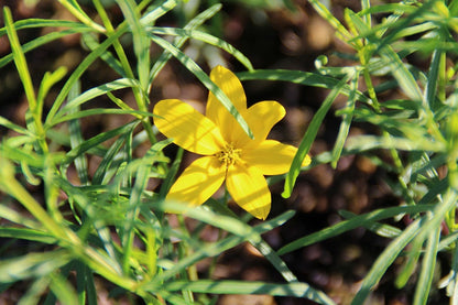  Meisjesogen (Coreopsis Verticillata)