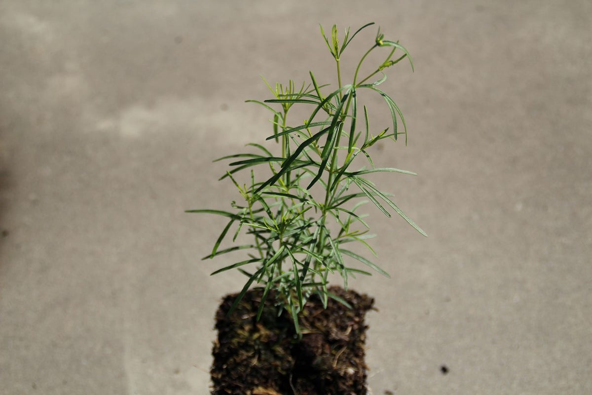  Meisjesogen (Coreopsis Verticillata)