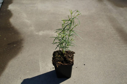  Meisjesogen (Coreopsis Verticillata)