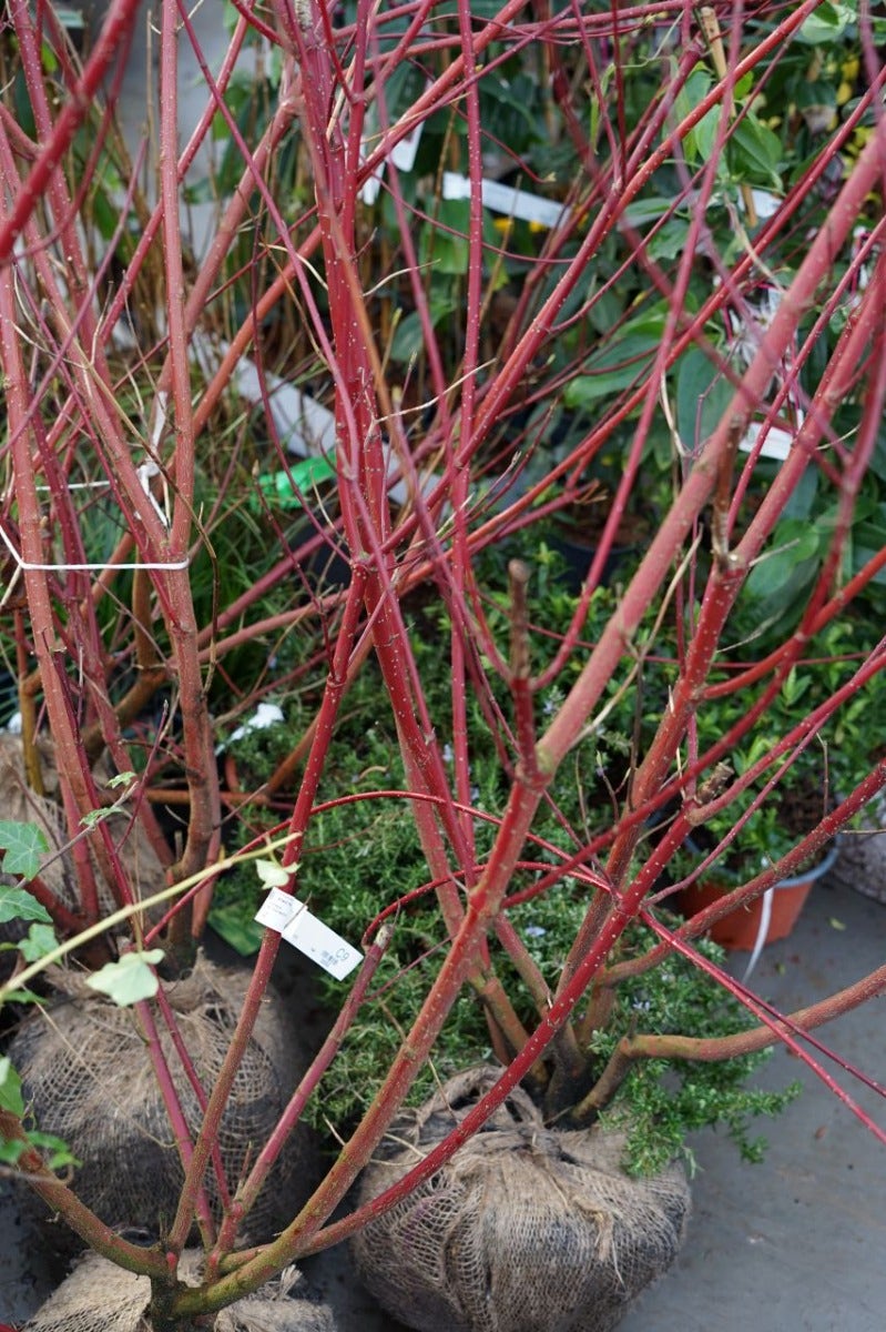  Kornoelje (Cornus Alba 'Sibirica')