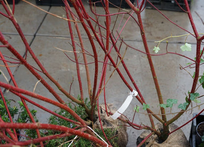  Kornoelje (Cornus Alba 'Sibirica')