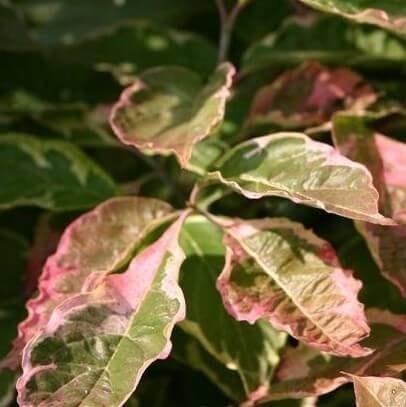  Kornoelje (Cornus Florida 'Cherokee Daybreak')