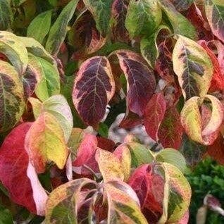  Kornoelje (Cornus Florida 'Rainbow')