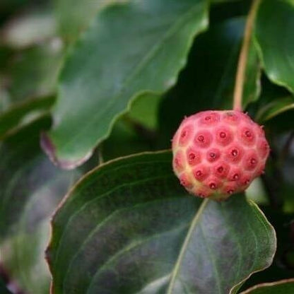  Kornoelje (Cornus Kousa 'China Girl')