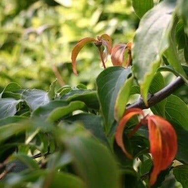  Kornoelje (Cornus Kousa Chinensis)