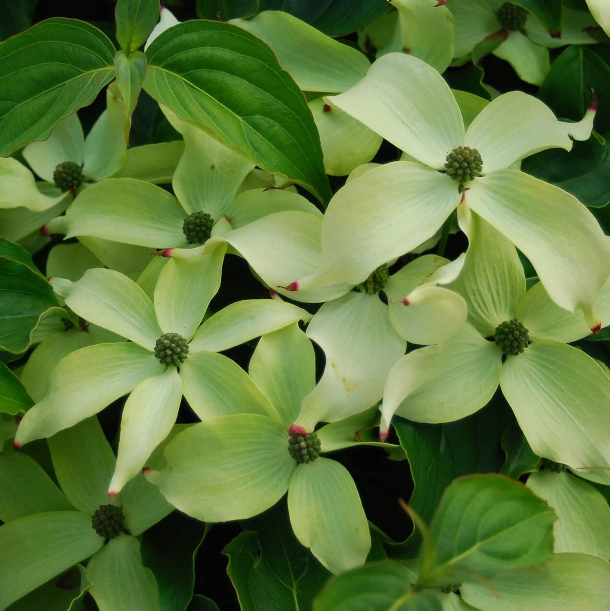  Kornoelje (Cornus Kousa Chinensis)