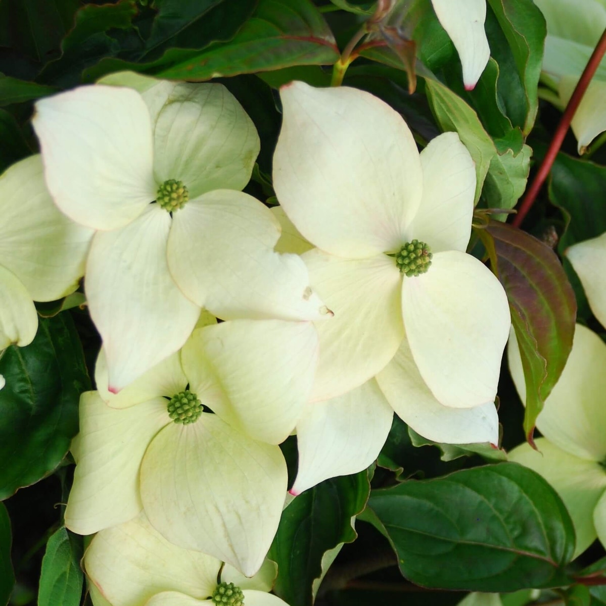  Kornoelje (Cornus Kousa 'National')