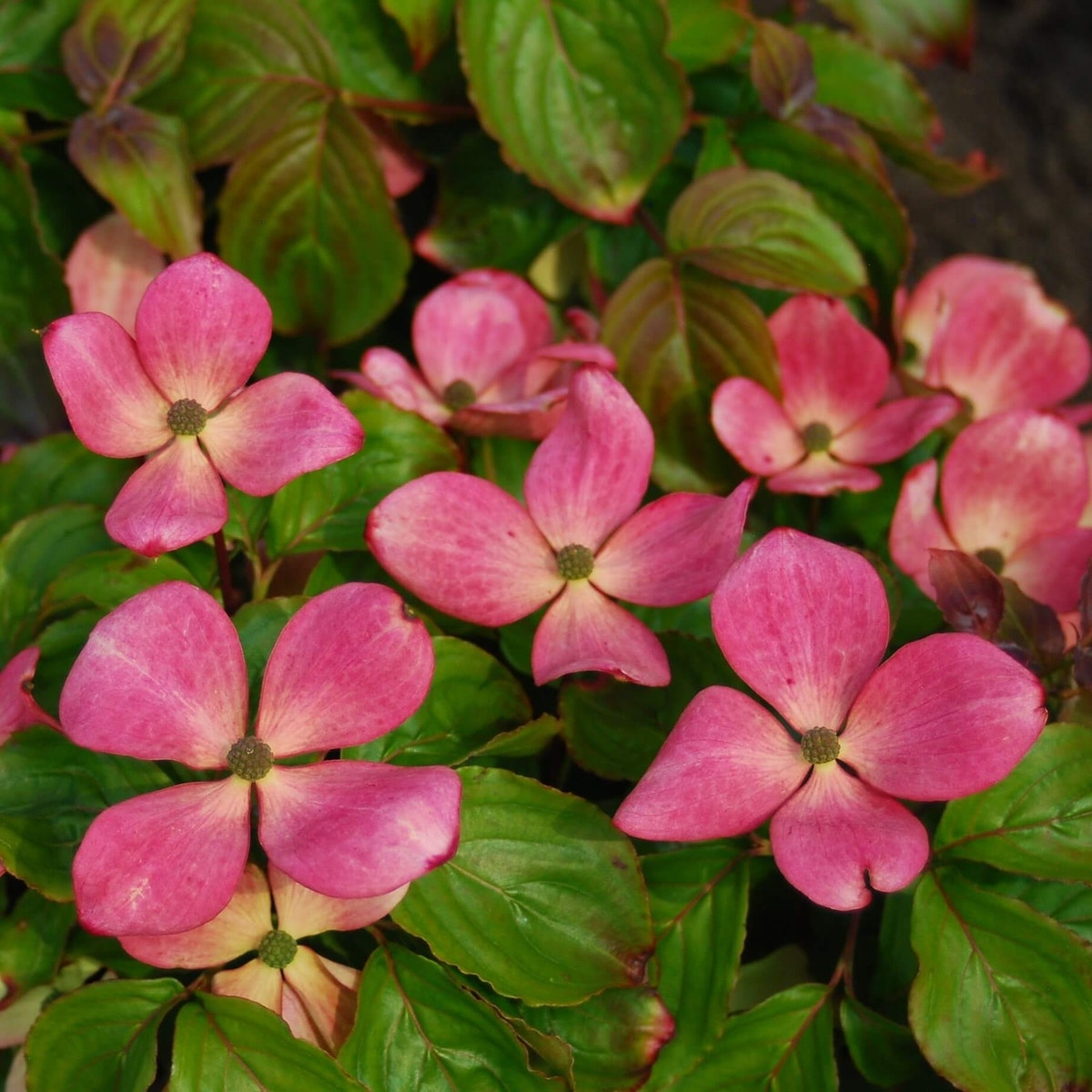  Kornoelje (Cornus Kousa 'Satomi Compact')