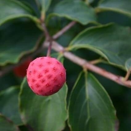 Kornoelje (Cornus Kousa 'Satomi')