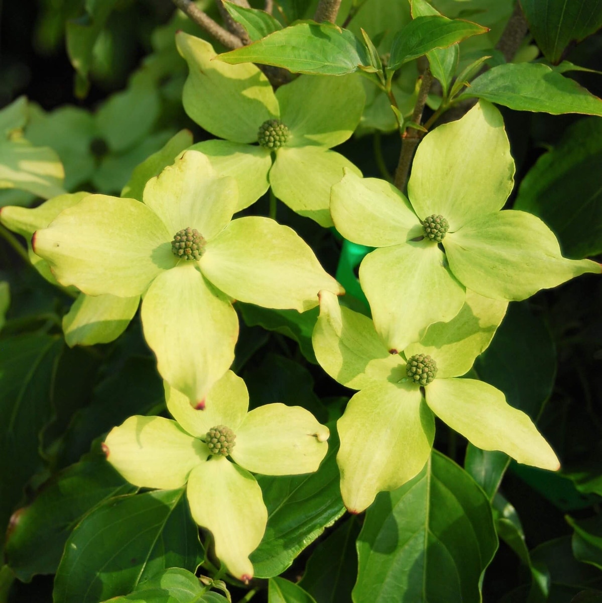 Kornoelje (Cornus Kousa 'Schmetterling')