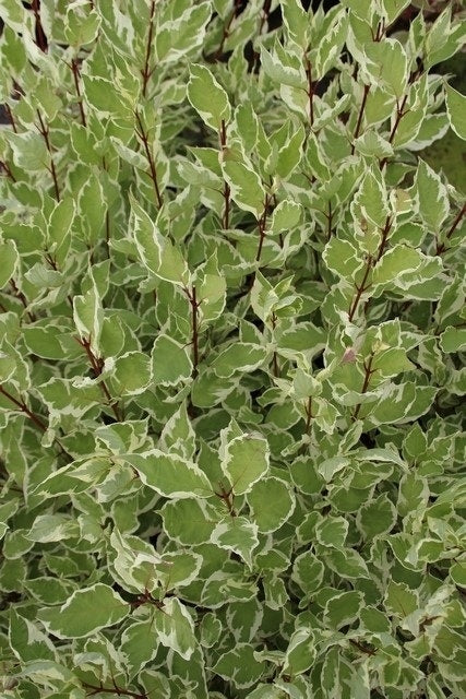  Bonte Kornoelje (Cornus Alba 'Elegantissima')
