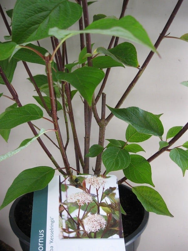  Kornoelje (Cornus Alba 'Kesselringii')