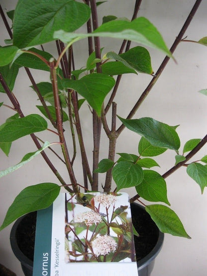  Kornoelje (Cornus Alba 'Kesselringii')