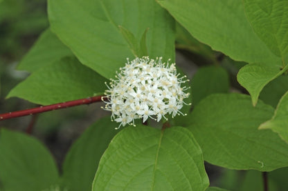  Reuzenkornoelje (Cornus Controversa)