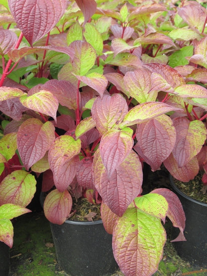  Kornoelje (Cornus Alba 'Sibirica')