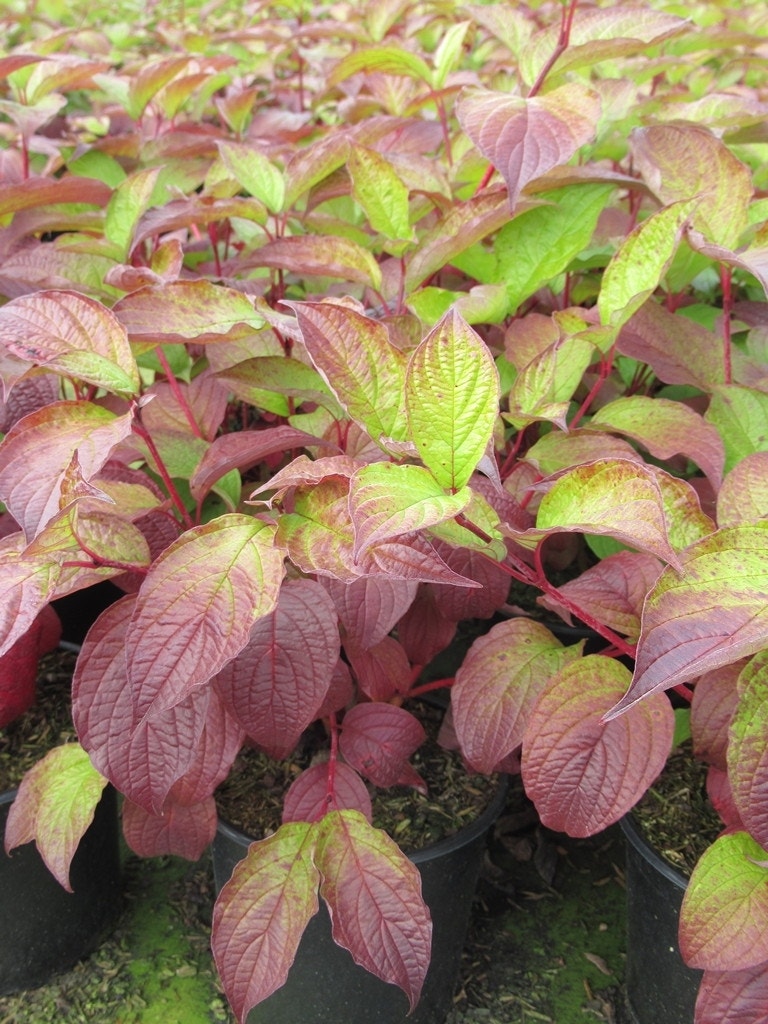  Kornoelje (Cornus Alba 'Sibirica')