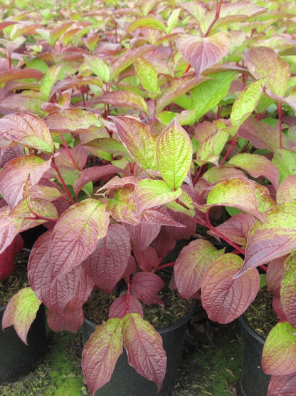  Kornoelje (Cornus Alba 'Sibirica')