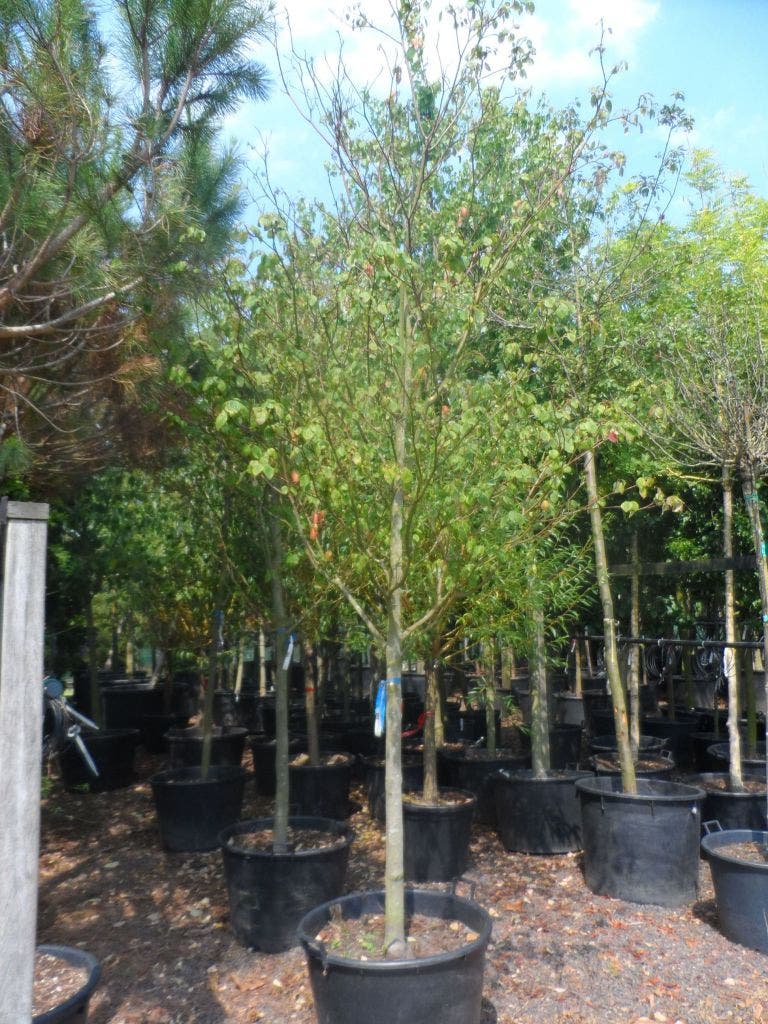  Kornoelje (Cornus Alternifolia)